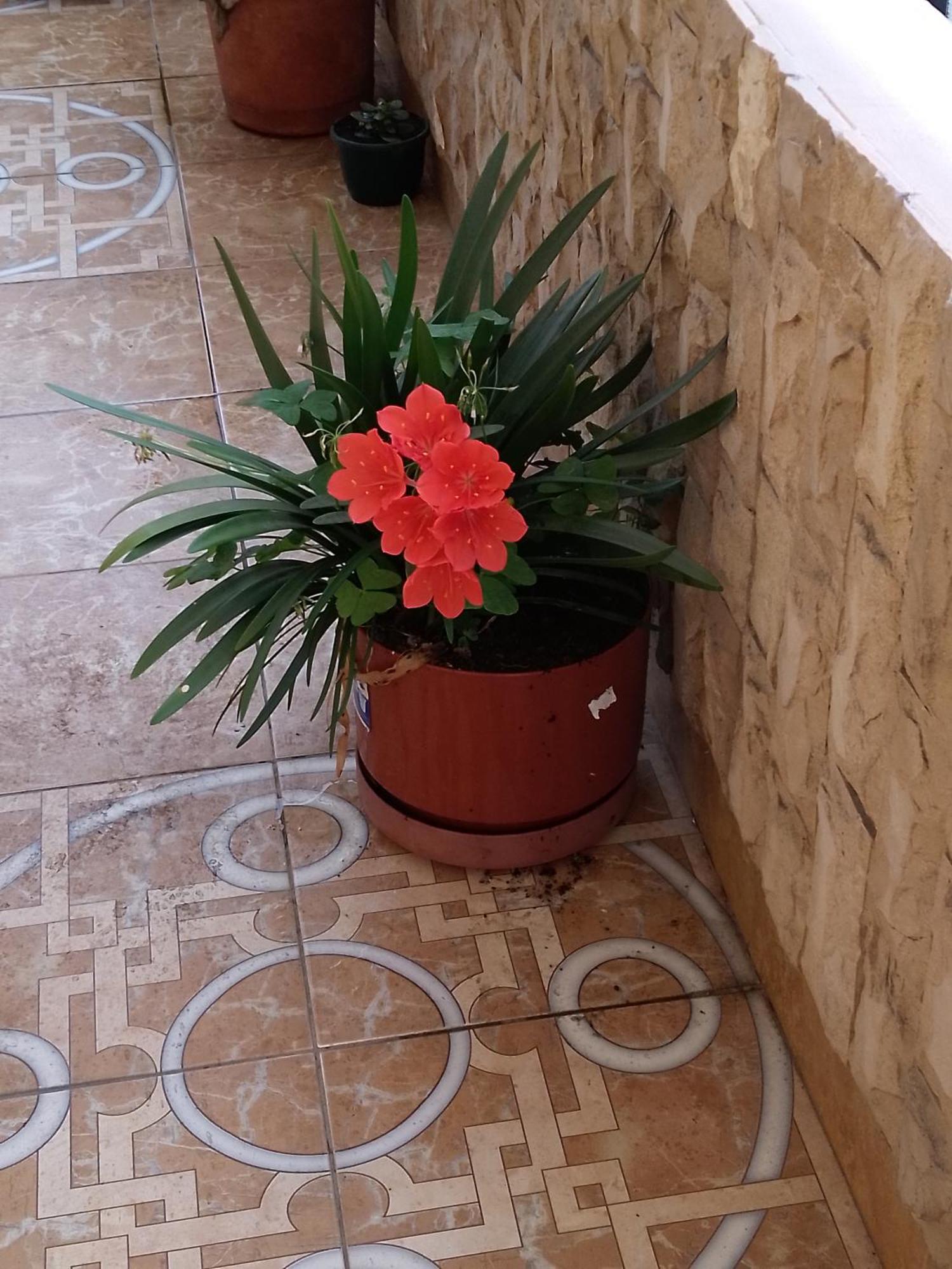 Hotel Amazonia Y Sol バーニョス エクステリア 写真