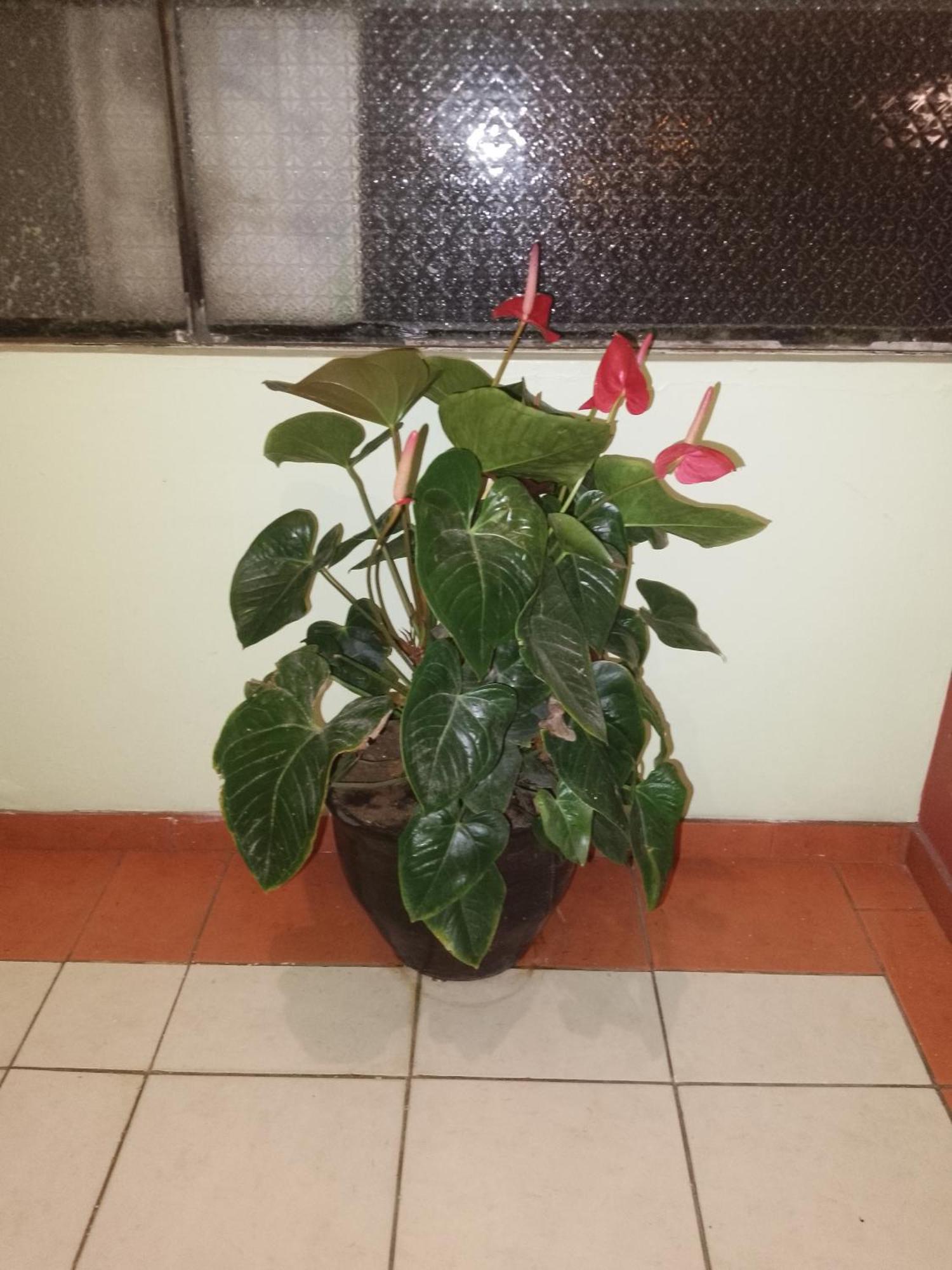 Hotel Amazonia Y Sol バーニョス エクステリア 写真